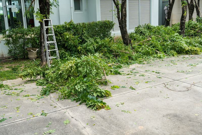 Apple Tree Removal in Reno, NV