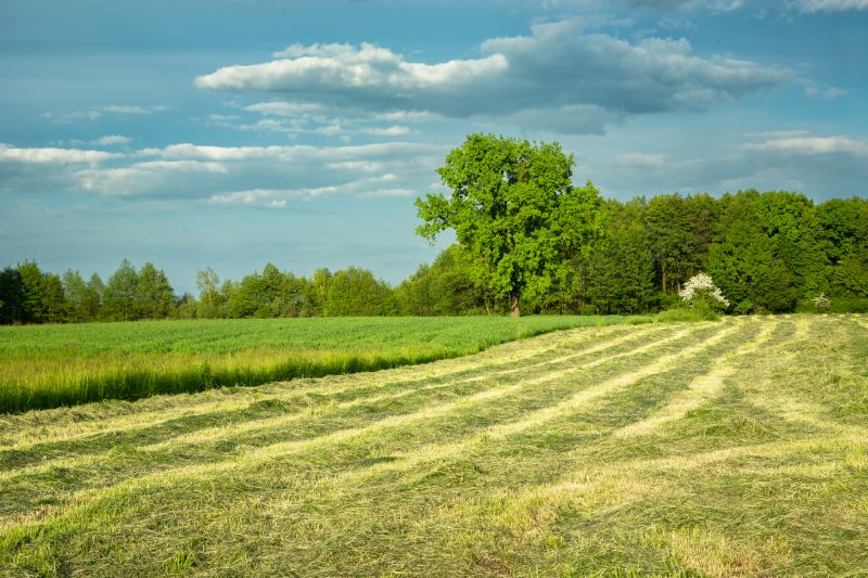 Property Line Clearing in Utah County, UT