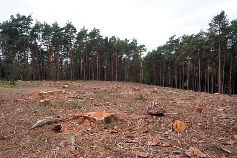 Stump and Tree Removal